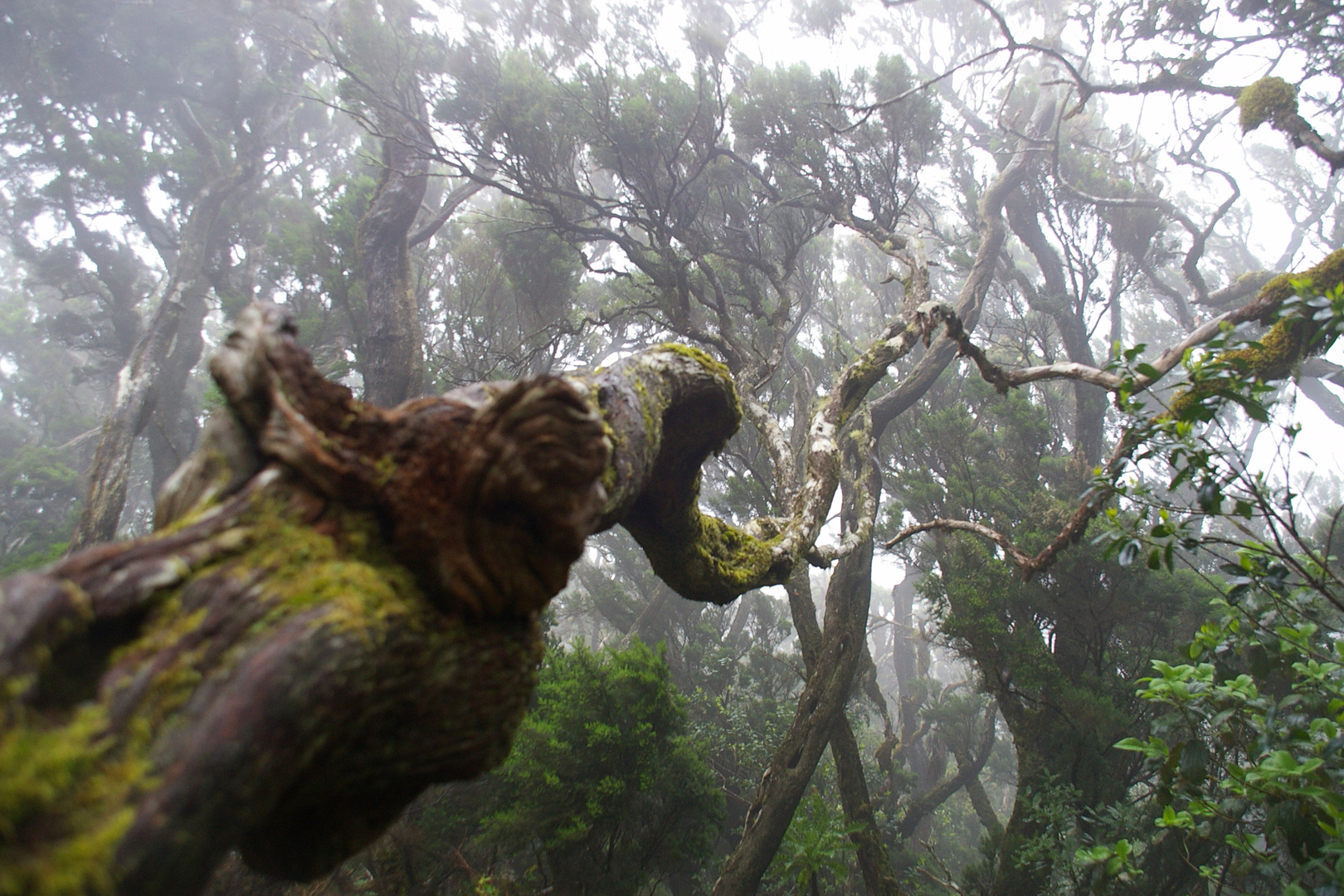 Nebel(im)Wald