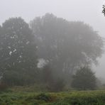 Nebelkälte im Hessischen Ried 01