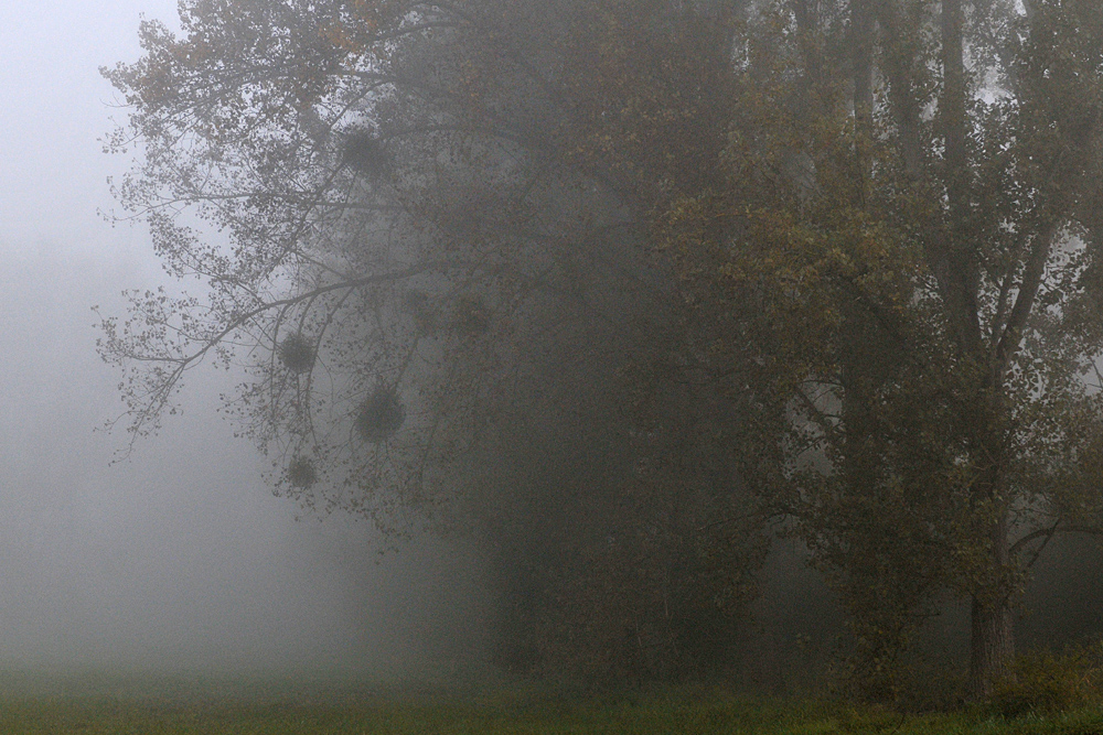 Nebelkälte im Hessischen Ried 02