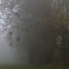 Nebelkälte im Hessischen Ried 02