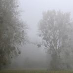 Nebelkälte im Hessischen Ried 03