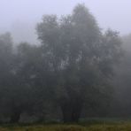 Nebelkälte im Hessischen Ried 04