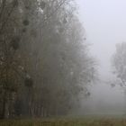 Nebelkälte im Hessischen Ried 05