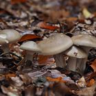 Nebelkappe, Clitocybe nebularis