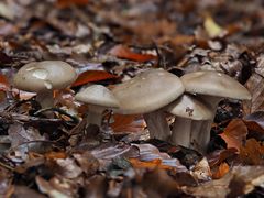 Nebelkappe, Clitocybe nebularis