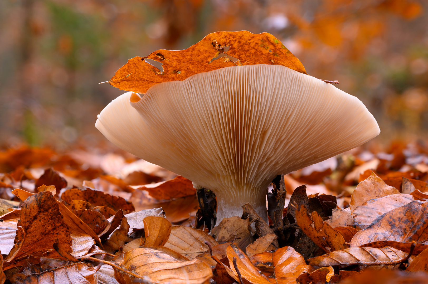 Nebelkappe im Wald