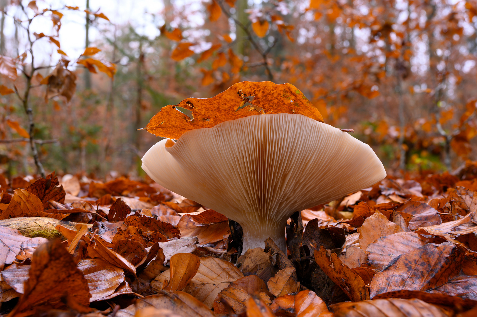 Nebelkappe im Wald