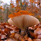 Nebelkappe im Wald