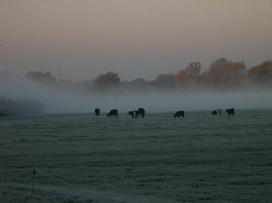 Nebelkrähe, ach nee, -kühe