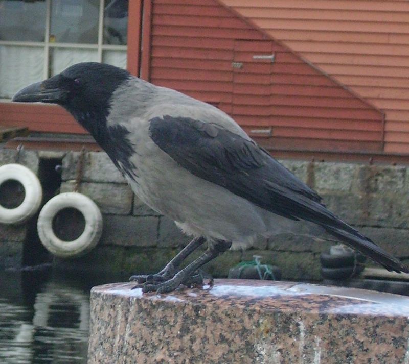 Nebelkrähe am Fischmarkt