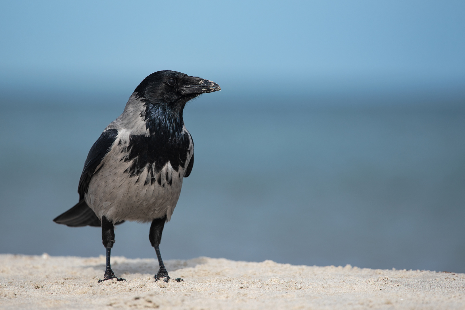 Nebelkrähe am Meer