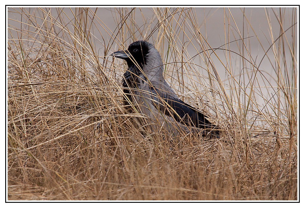 Nebelkrähe am Ostseestrand