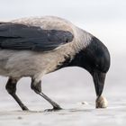 Nebelkrähe am Strand