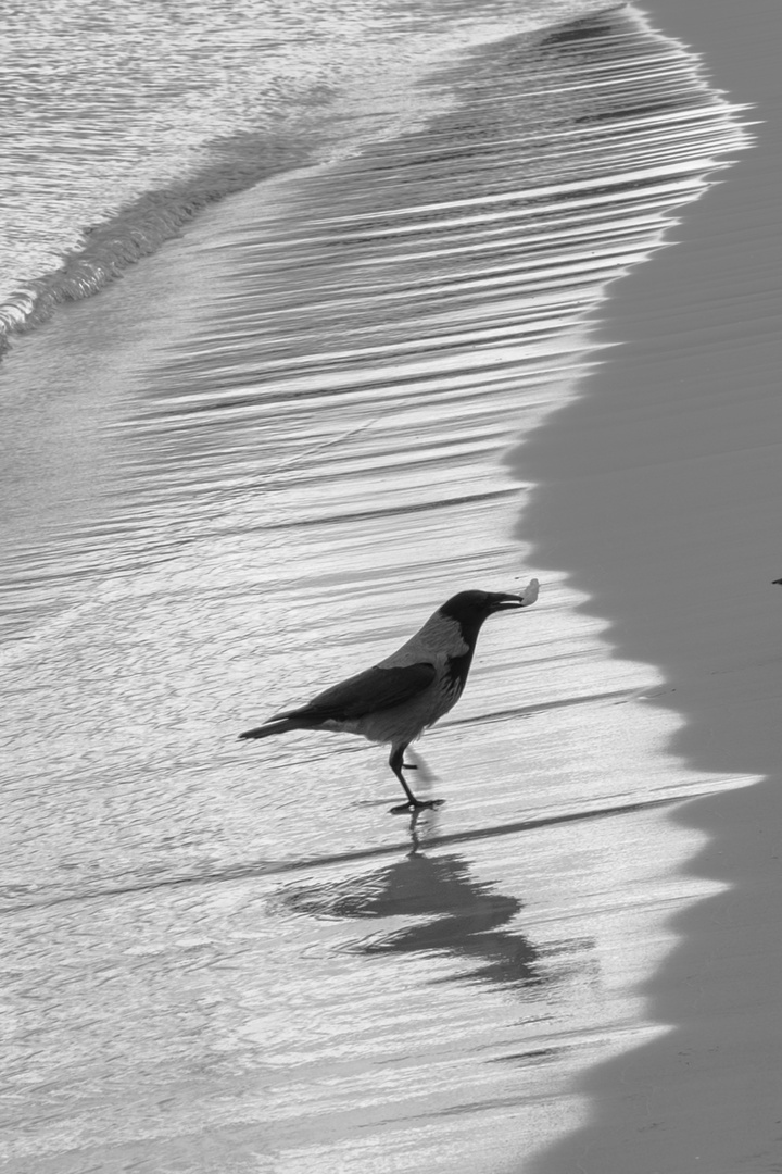 Nebelkrähe am Strand