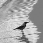 Nebelkrähe am Strand