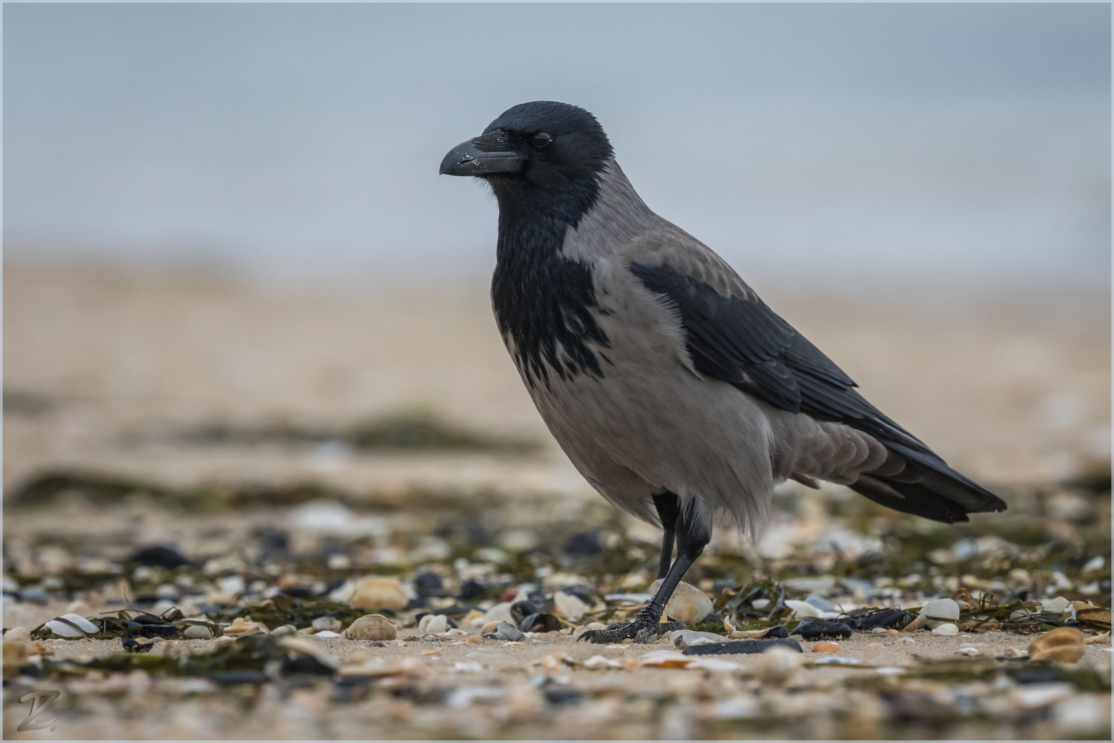 Nebelkrähe am Strand (Hooded crow)