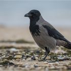 Nebelkrähe am Strand (Hooded crow)