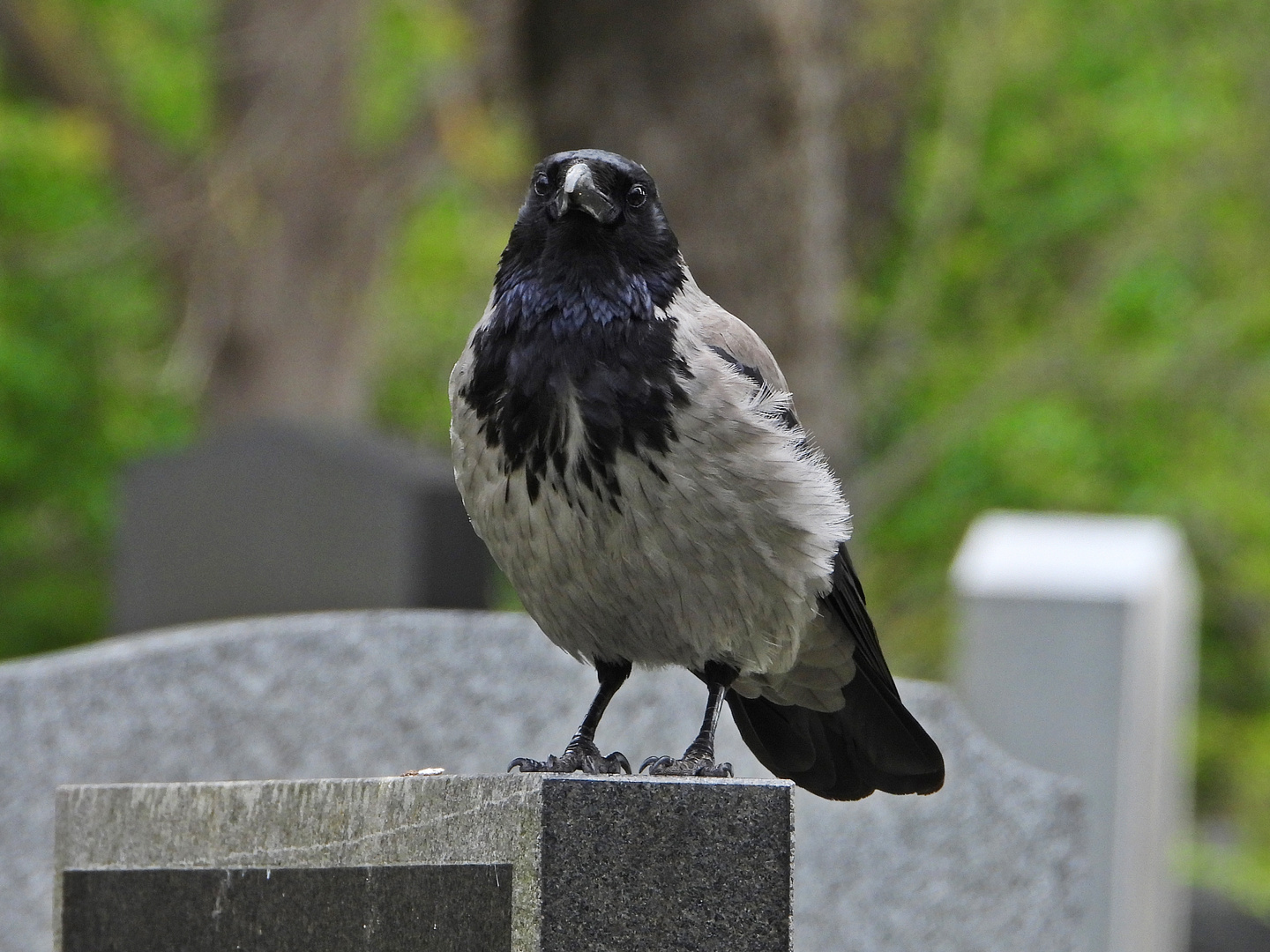 Nebelkrähe auf dem Zentralfriedhof in Wien