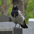 Nebelkrähe auf dem Zentralfriedhof in Wien