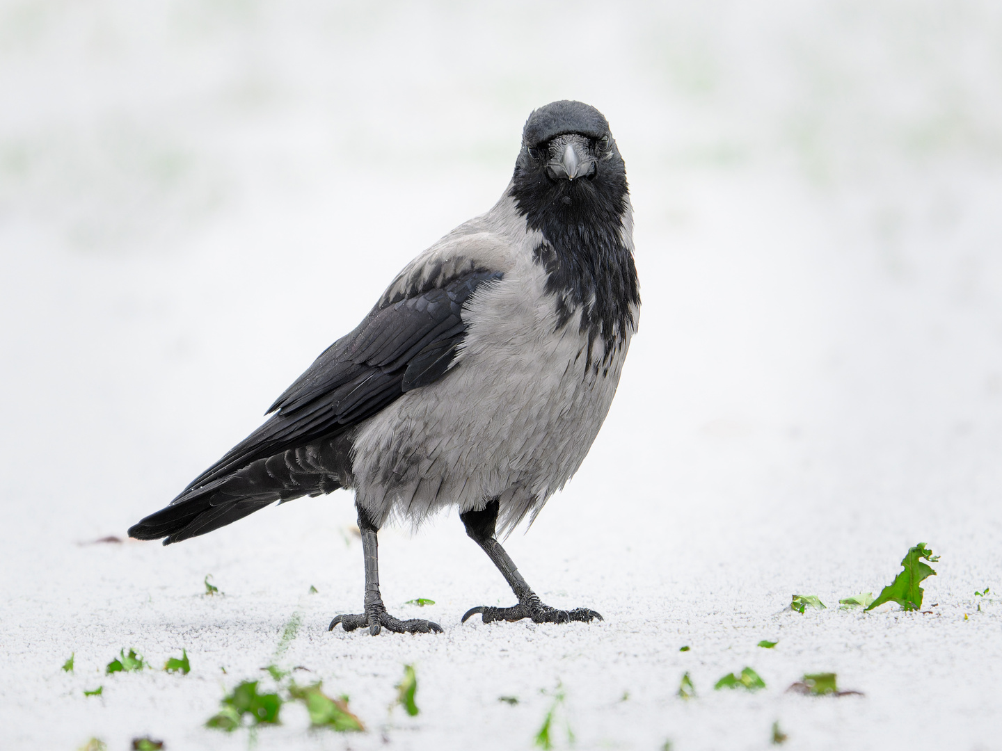 Nebelkrähe auf Schnee und Eis...