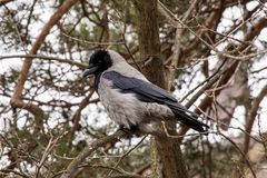 Nebelkrähe auf Usedom