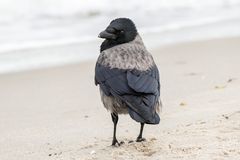 Nebelkrähe beim Strandspaziergang