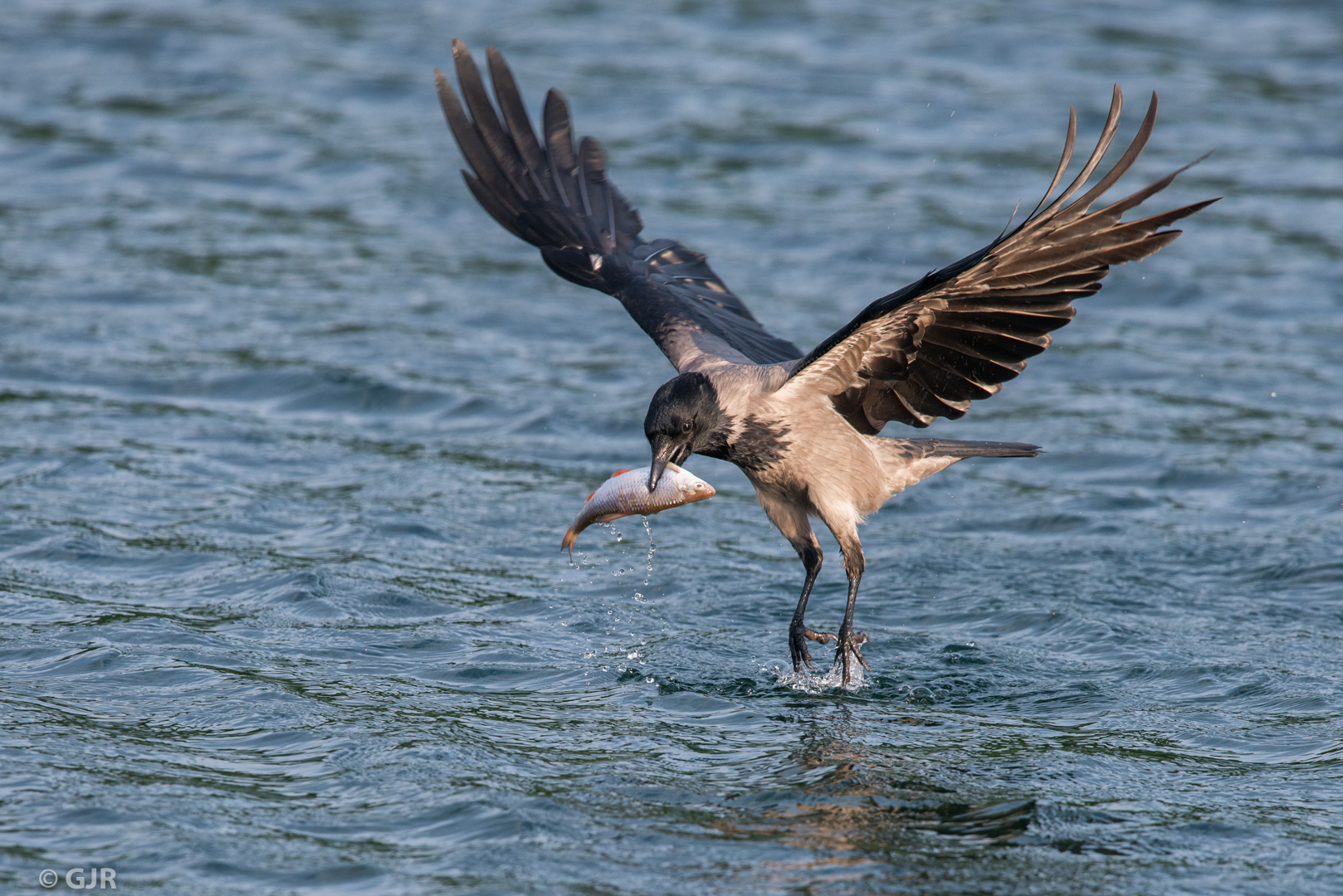 Nebelkrähe (Corvus cornix)...