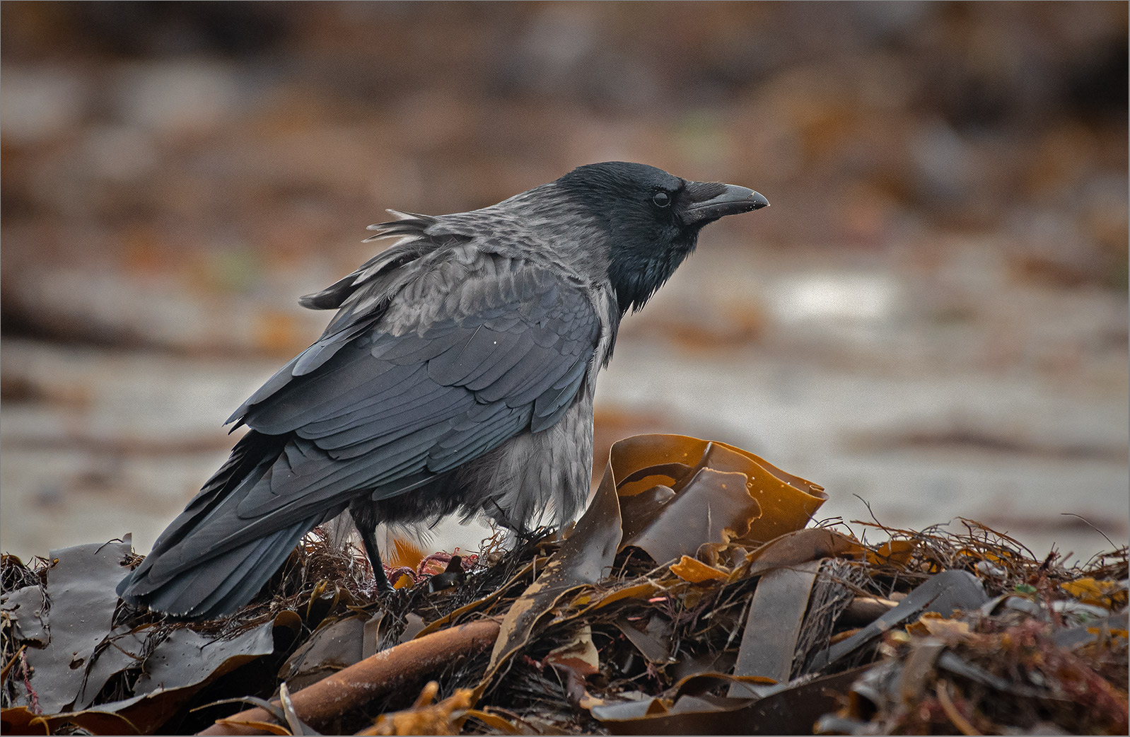 Nebelkrähe  -  Corvus cornix