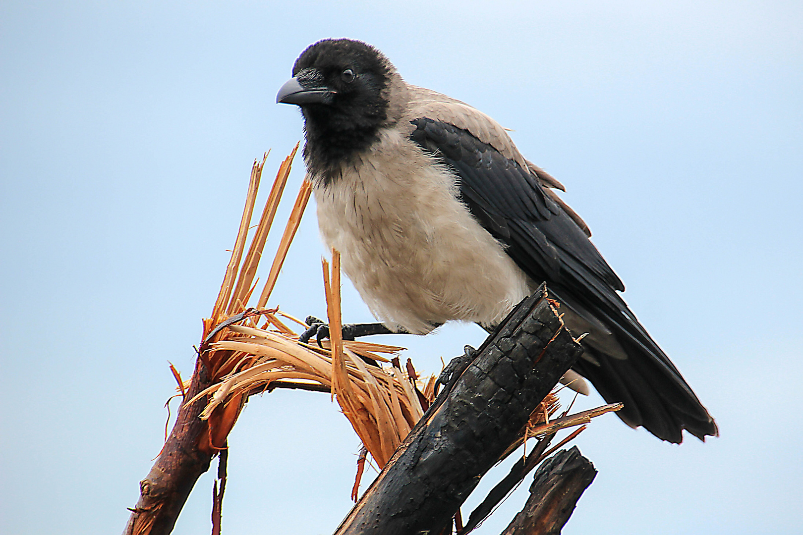 Nebelkrähe (corvus cornix)