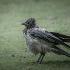  Nebelkrähe (Corvus cornix)