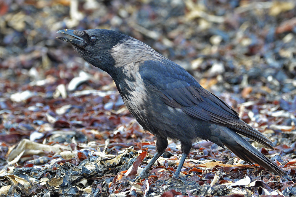 Nebelkrähe - Corvus cornix