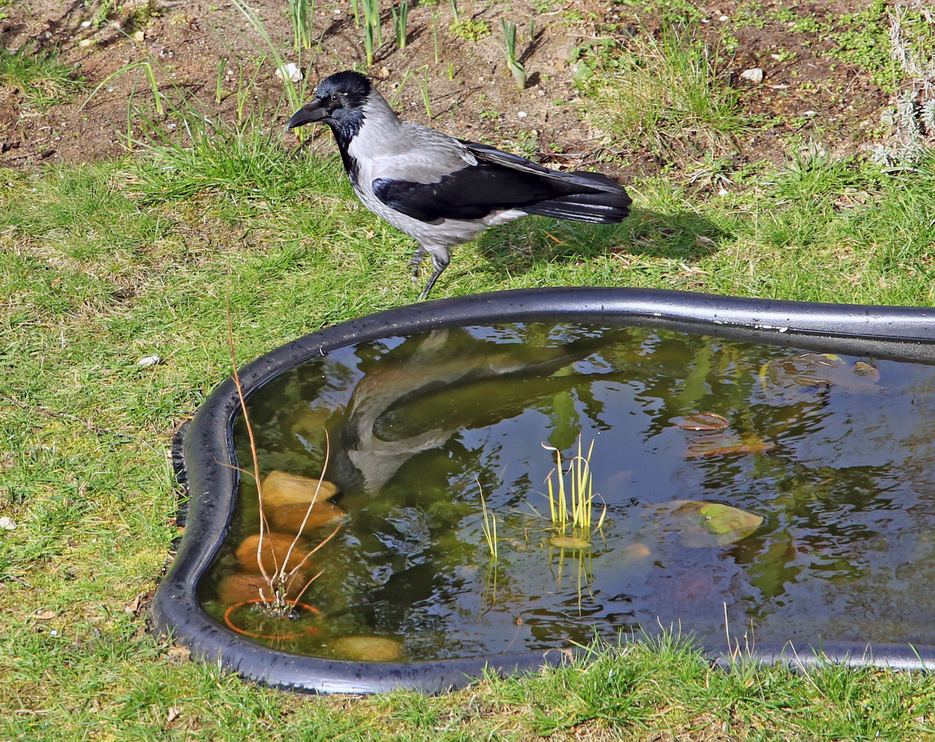  Nebelkrähe (Corvus cornix)