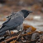 Nebelkrähe  -  Corvus cornix   . . .