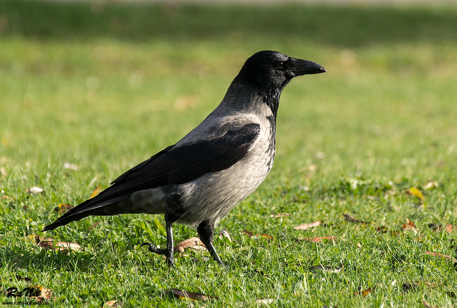 Nebelkrähe - Corvus corona