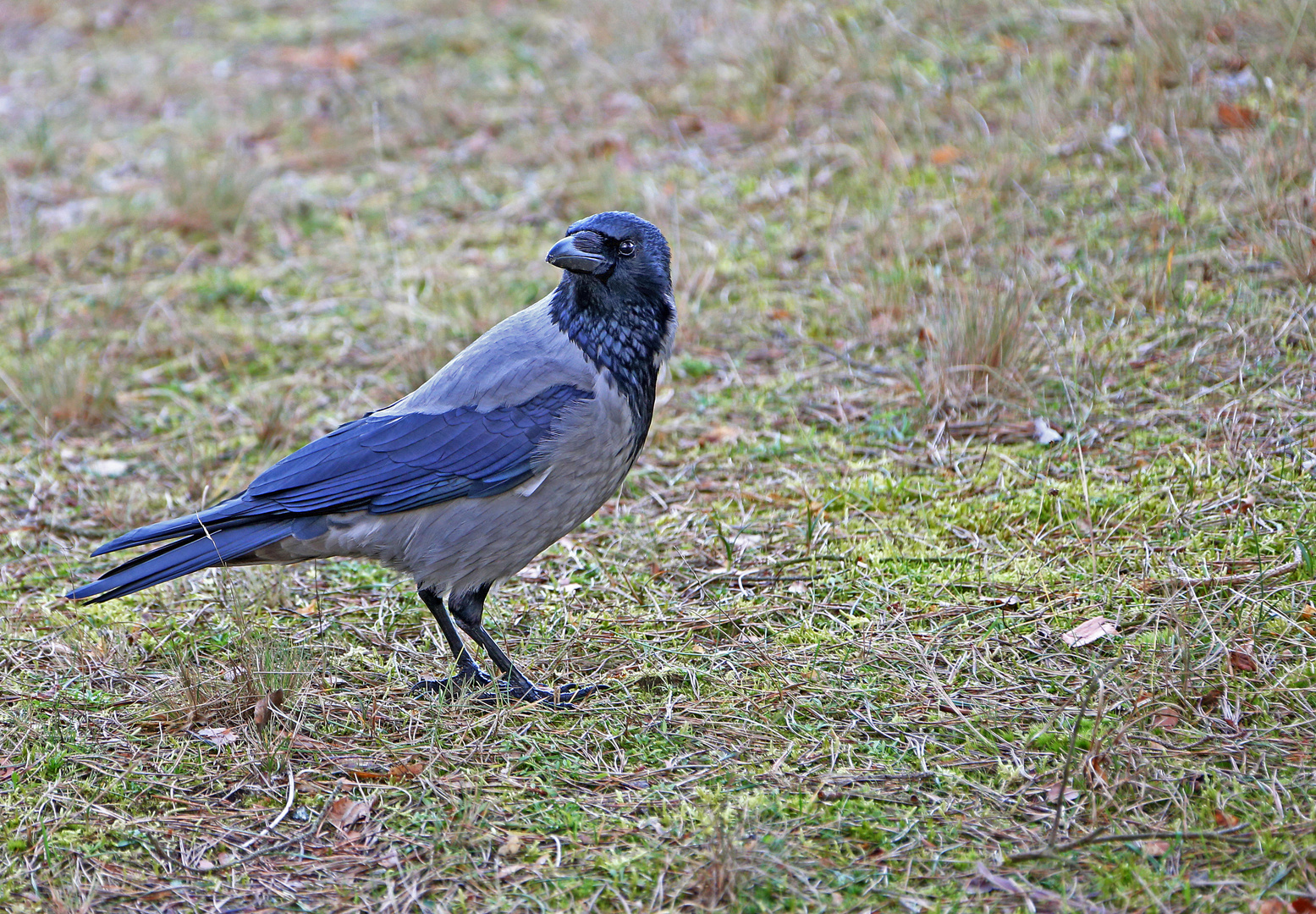 Nebelkrähe - Corvus corone -