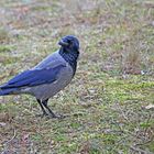 Nebelkrähe - Corvus corone -