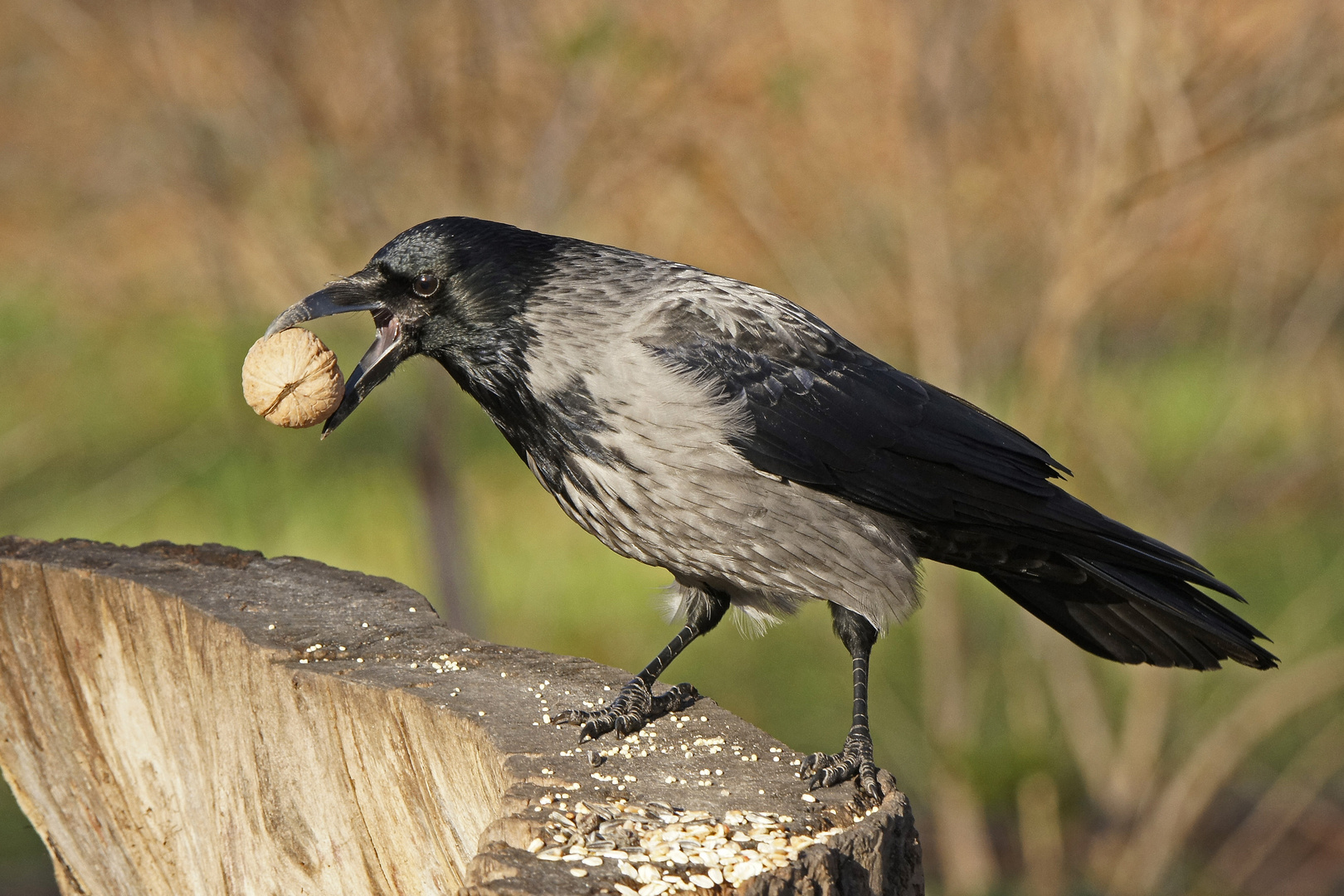 Nebelkrähe (Corvus corone cornix)