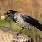 Nebelkrähe (Corvus corone cornix)