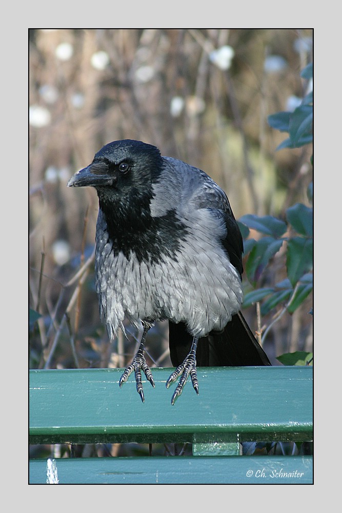 Nebelkrähe   (Corvus corone cornix)