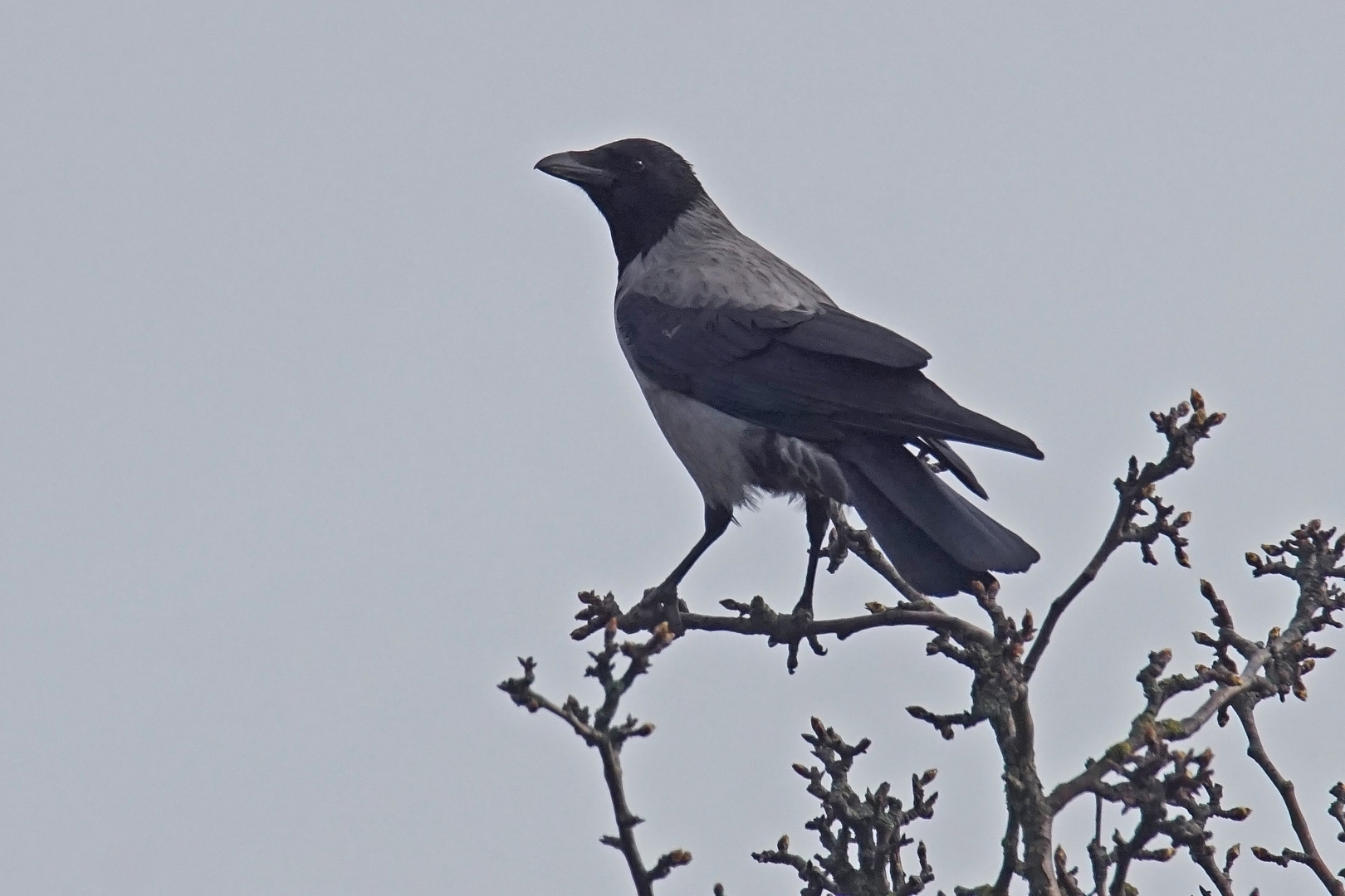 Nebelkrähe (Corvus corone cornix)