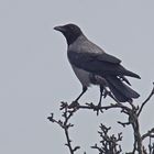 Nebelkrähe (Corvus corone cornix)