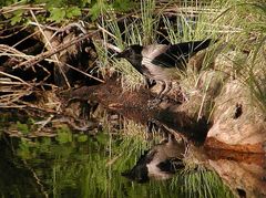 NEBELKRÄHE (Corvus corone cornix) ...