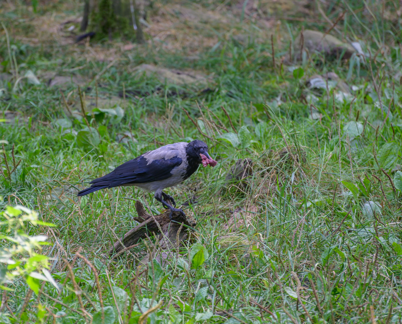 Nebelkrähe (Corvus corone cornix)...