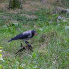 Nebelkrähe (Corvus corone cornix)...