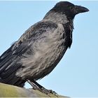 Nebelkrähe - Corvus corone cornix