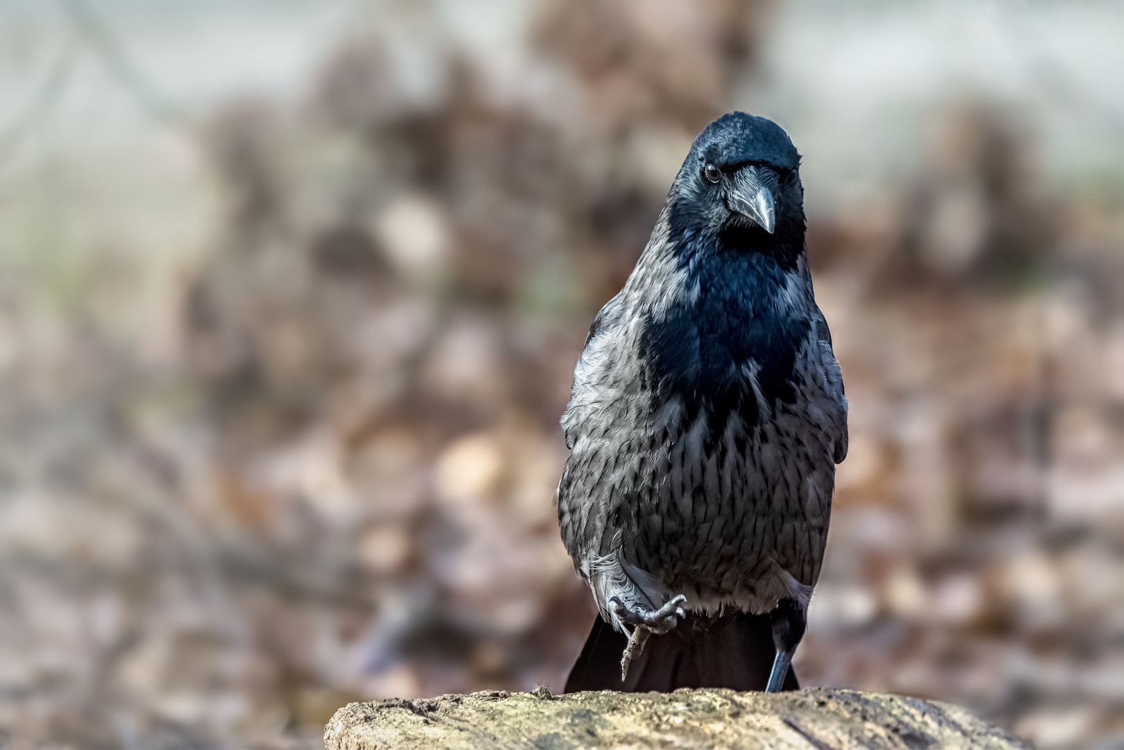 Nebelkrähe (Corvus corone cornix) 