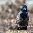 Nebelkrähe (Corvus corone cornix) 