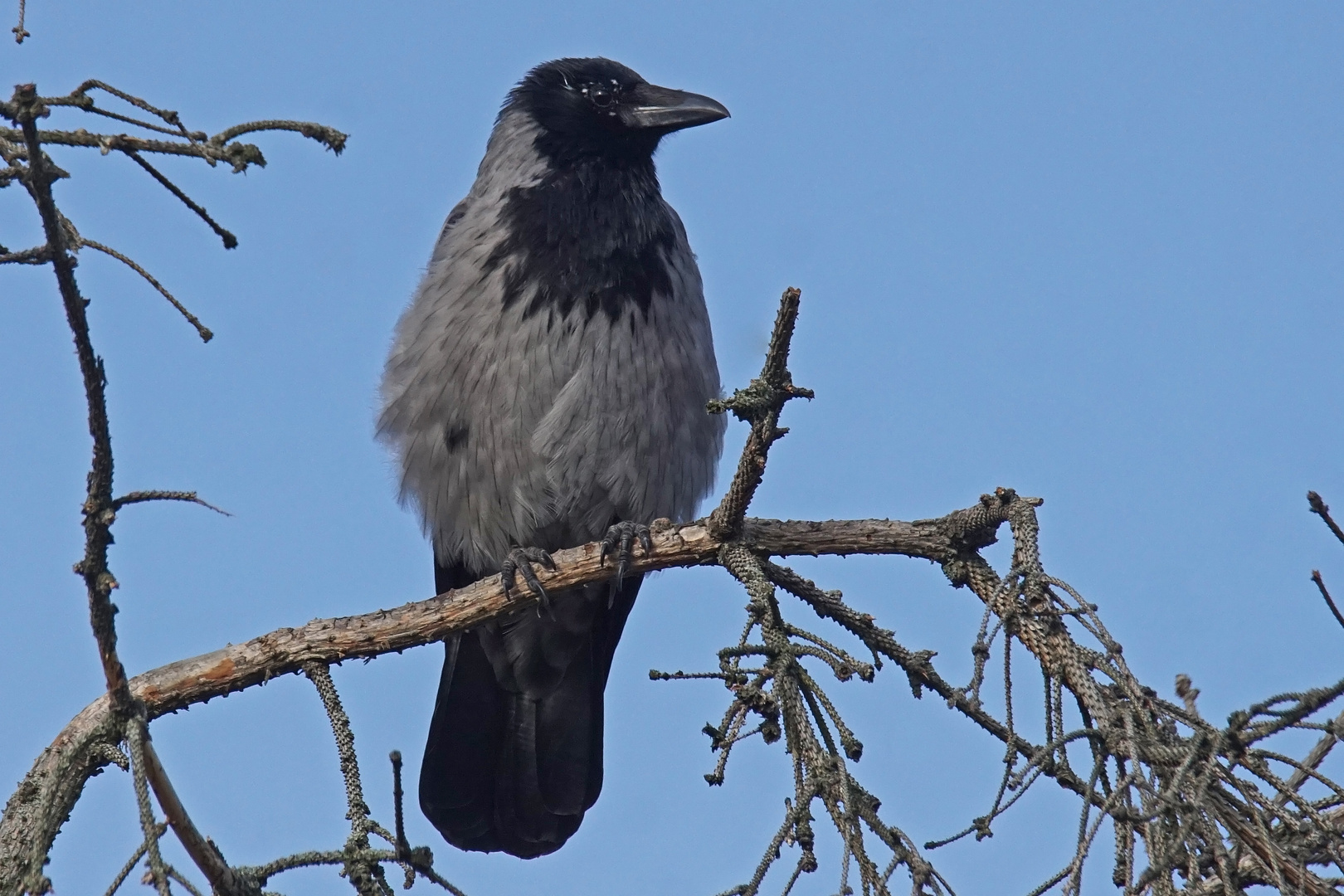 Nebelkrähe (Corvus corone cornix)