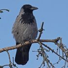 Nebelkrähe (Corvus corone cornix)