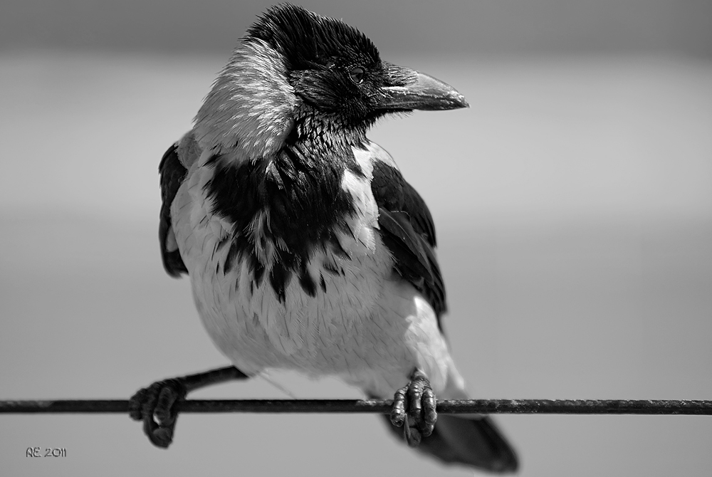 Nebelkrähe ( Corvus corone sardonius )